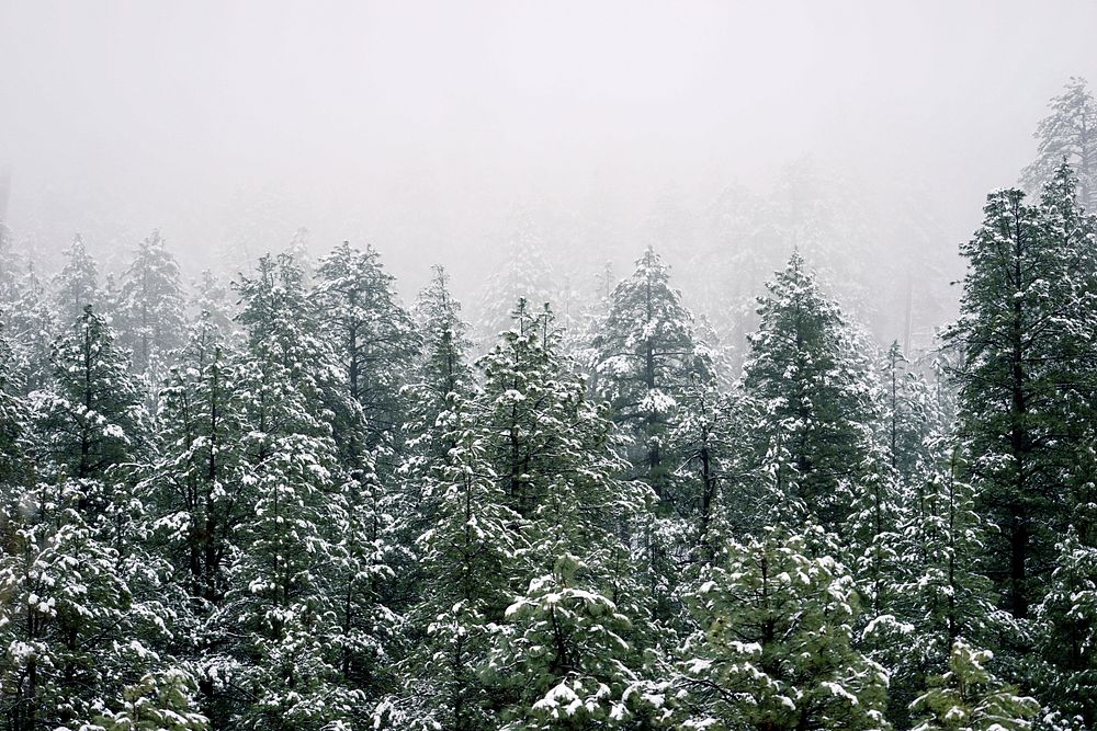 Mist rolling down on a snow covered pine forest. Original public domain image from Wikimedia Commons
