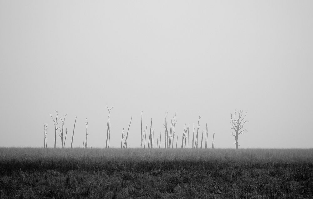 Misty woodland in Jim Corbett National Park, India. Original public domain image from Wikimedia Commons