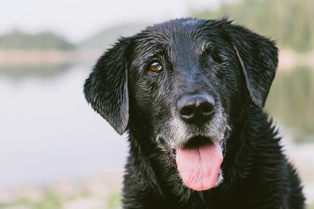 Black dog portrait. Original public domain image from Wikimedia Commons