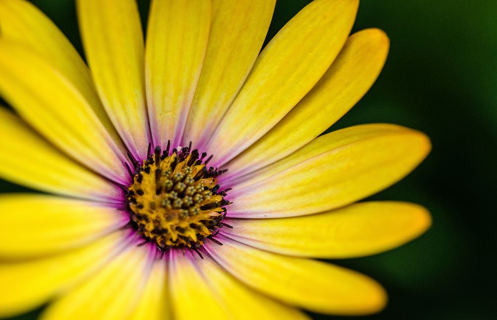 A macro shot of a yellow flower with a purple tint around its center. Original public domain image from Wikimedia Commons
