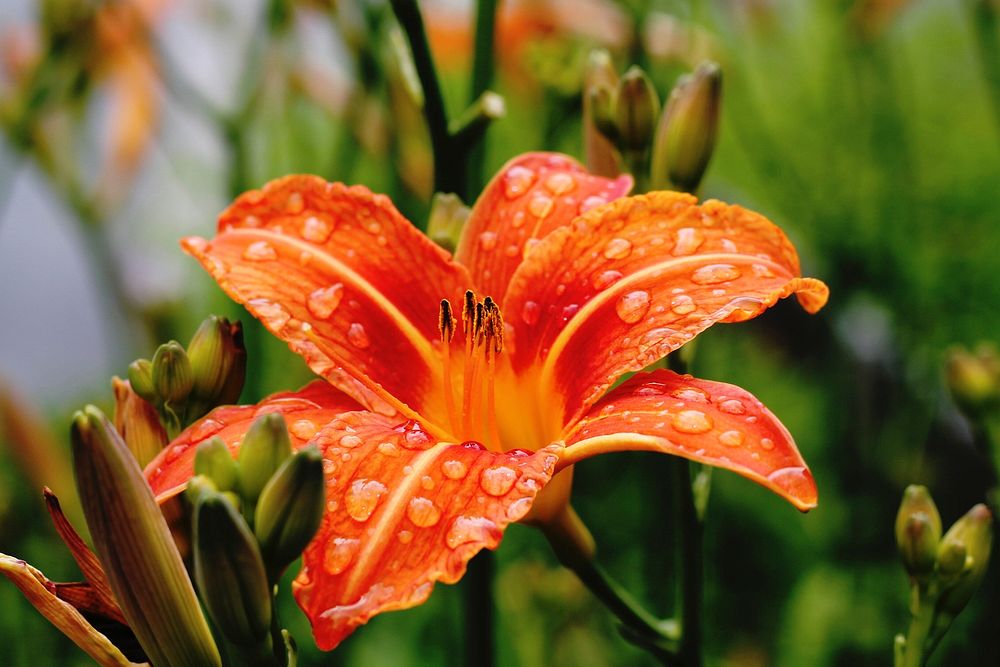 A red lily covered with waterdrops. Original public domain image from Wikimedia Commons