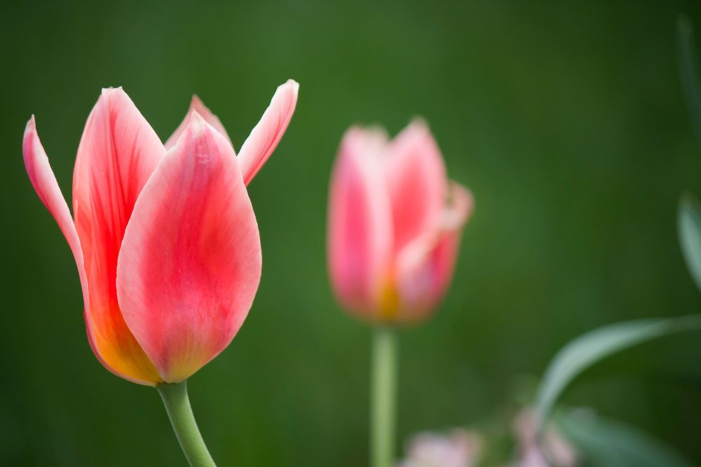 Macro of pink tulips blooming in garden in Spring. Original public domain image from Wikimedia Commons