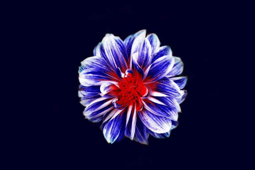 A macro shot of a flower with a red center and blue petals. Original public domain image from Wikimedia Commons