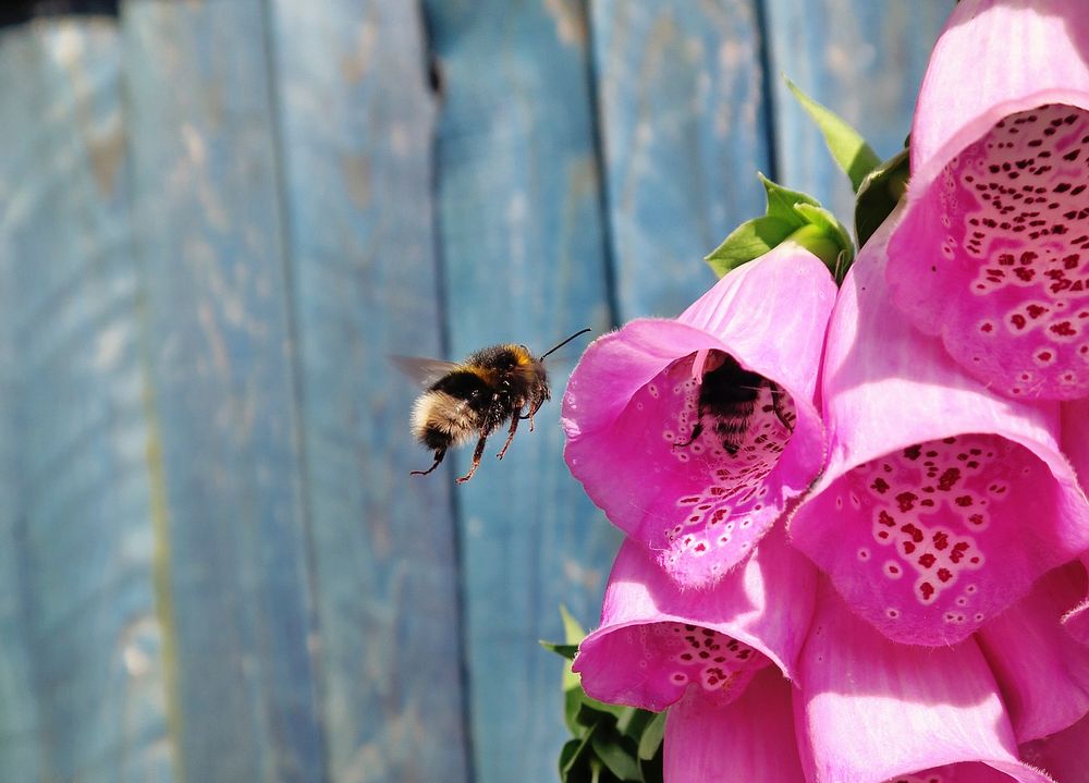 A bee hovering in the air next to pink foxglove flowers. Original public domain image from Wikimedia Commons