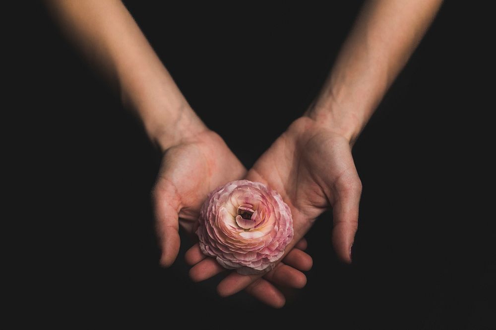 A person's crossed hands holding a pink peony flower. Original public domain image from Wikimedia Commons