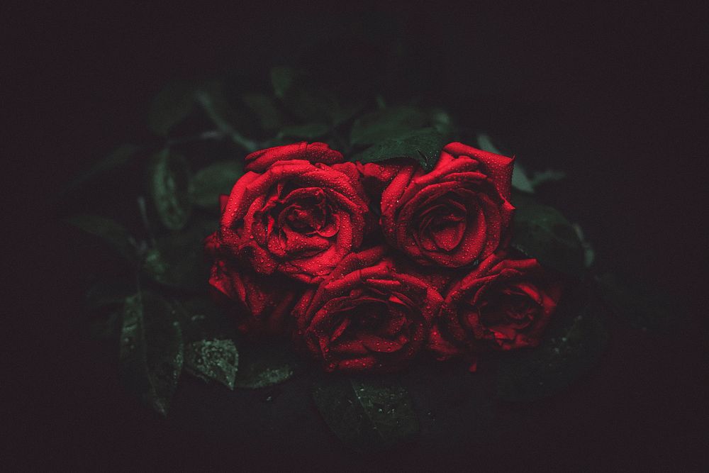 A bouquet of wet roses lying flat on a dark surface. Original public domain image from Wikimedia Commons