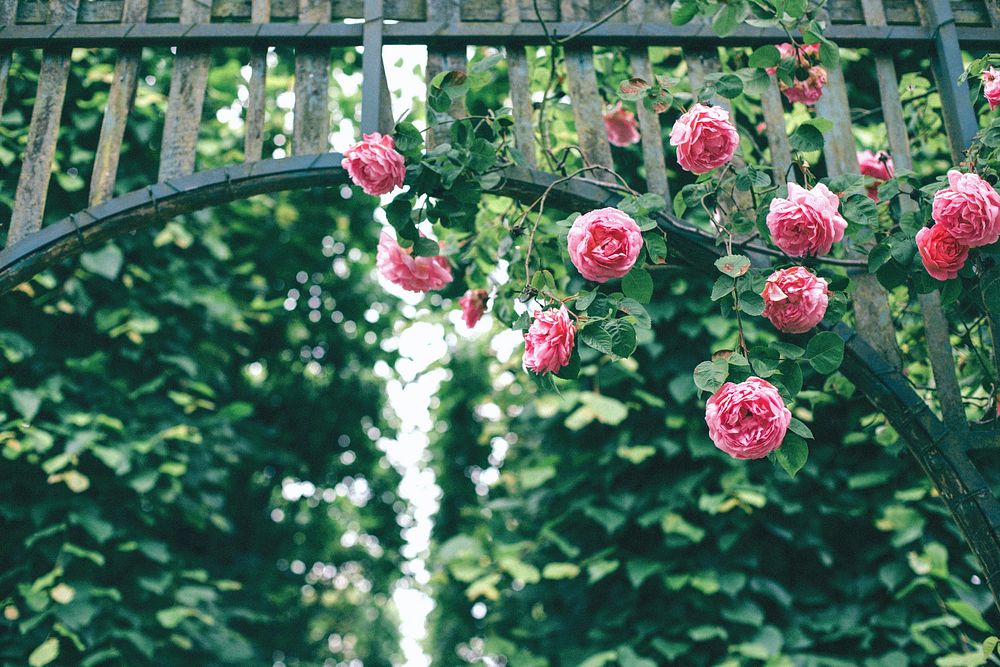 Pink roses hanging on wooden arch. Original public domain image from Wikimedia Commons