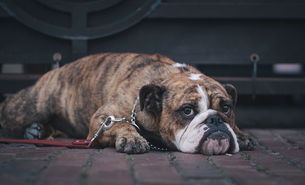 Bulldog lying on the ground with leash. Original public domain image from Wikimedia Commons