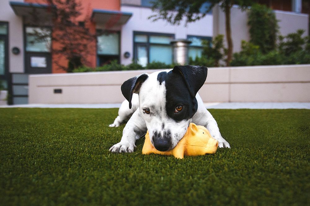 Small puppy playing with yellow toy pig on a green lawn. Original public domain image from Wikimedia Commons