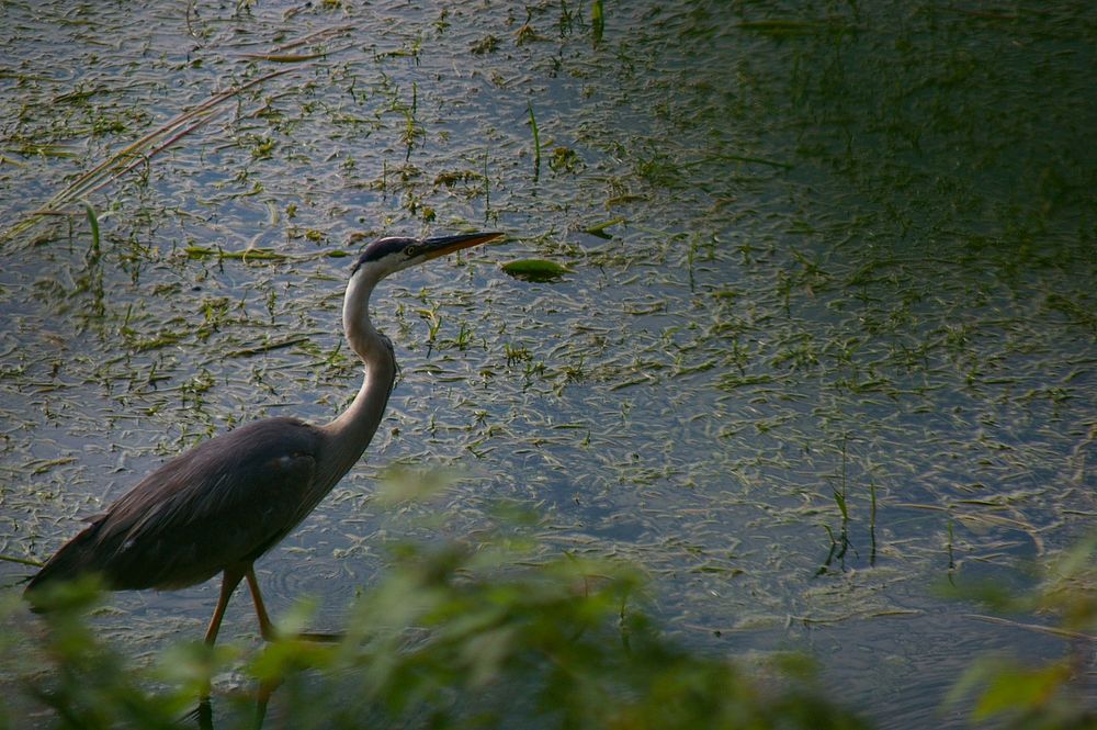 Majestic heron bird wades in murky blue pond water. Original public domain image from Wikimedia Commons