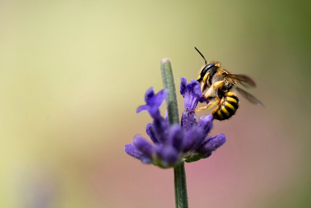 A wasp feeding on lavender flowers. Original public domain image from Wikimedia Commons