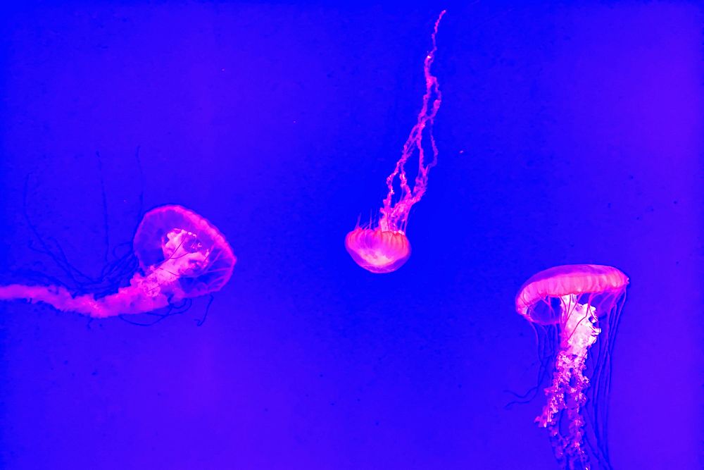 Jelly fish in deep ocean. Original public domain image from Wikimedia Commons