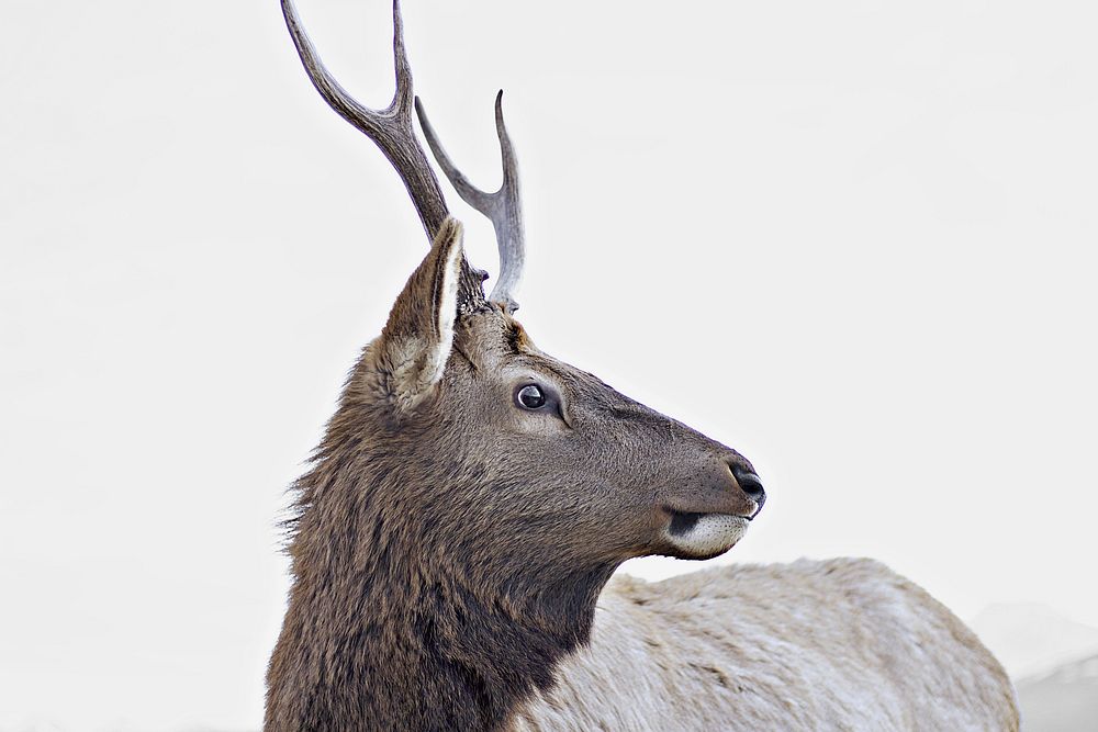 Determined Young Elk. Original public domain image from Wikimedia Commons