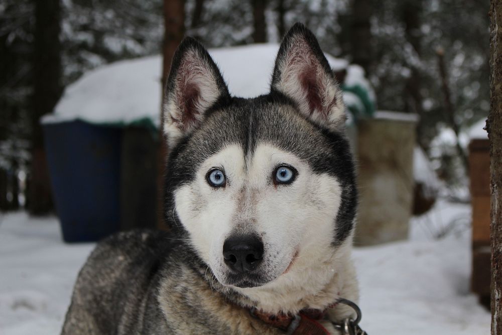 Siberian husky dog with bright blue eyes in the snow. Original public domain image from Wikimedia Commons
