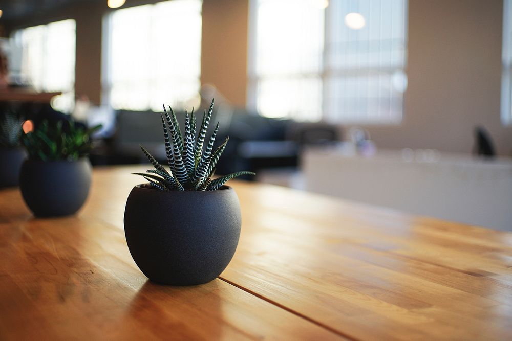 Succulents in black round pots on a wooden surface. Original public domain image from Wikimedia Commons