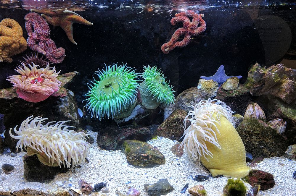Aquarium. Original public domain image from Wikimedia Commons