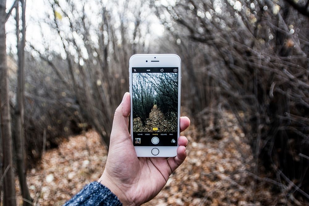 A person taking a picture with an iPhone in a forest in the autumn. Original public domain image from Wikimedia Commons