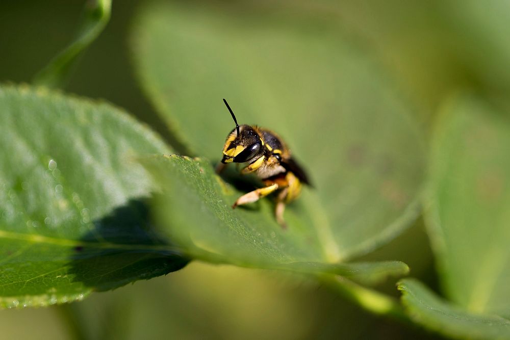 Bee sits on a green leaf waiting to fly. Original public domain image from Wikimedia Commons