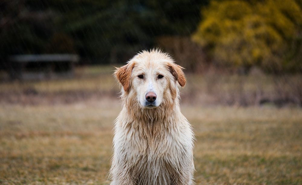 Wet golden retriever standing in the field. Original public domain image from Wikimedia Commons