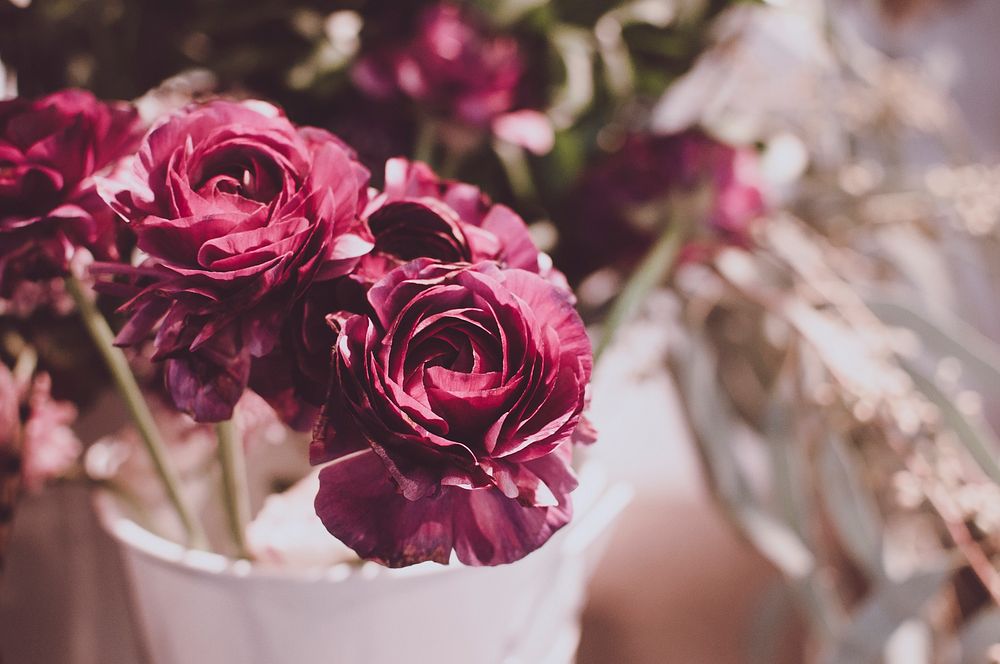 Red roses. Original public domain image from Wikimedia Commons