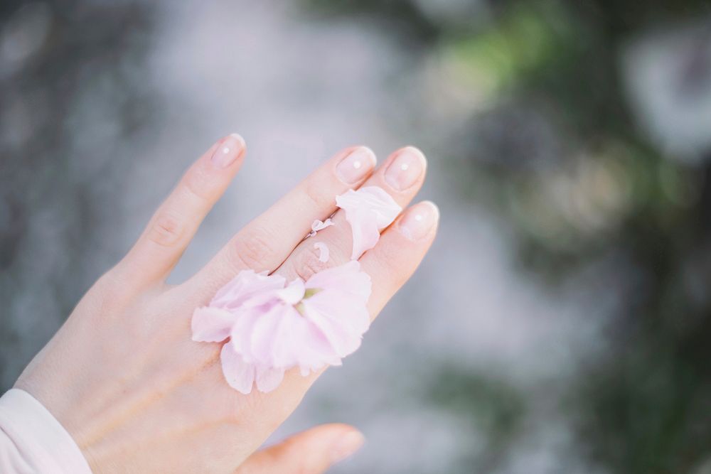 Manicured hand with pink flower petals delicately wrapped around fingers. Original public domain image from Wikimedia Commons