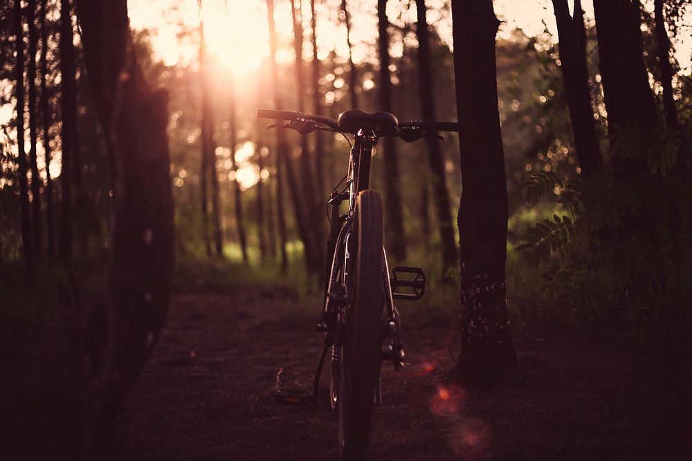 A bicycle parked in a forest during sunset. Original public domain image from Wikimedia Commons