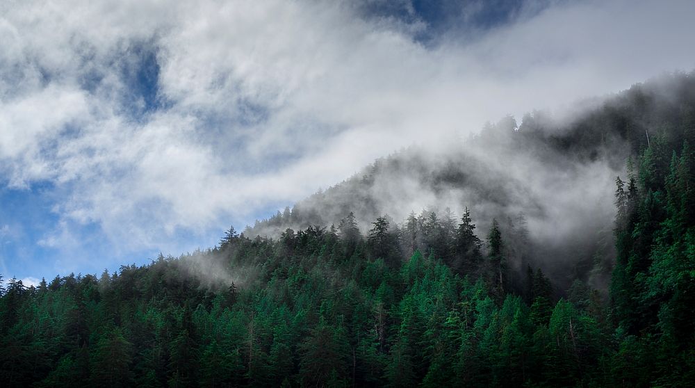 A haze over evergreen woods in Haida Gwaii. Original public domain image from Wikimedia Commons