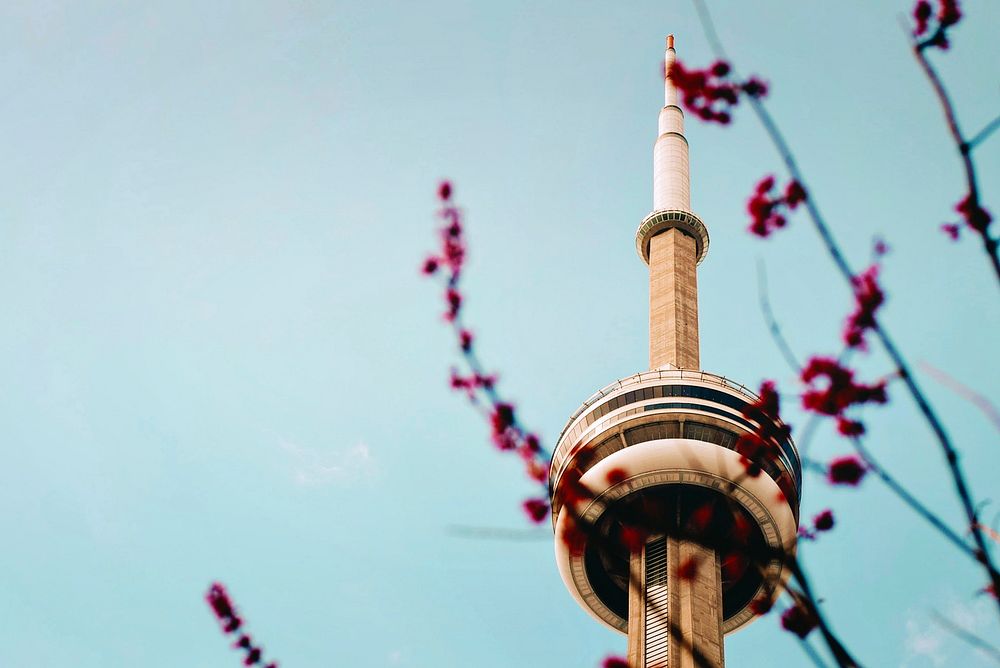 Pink blossom branch against clear blue sky background in front of CN Tower, Toronto. Original public domain image from…