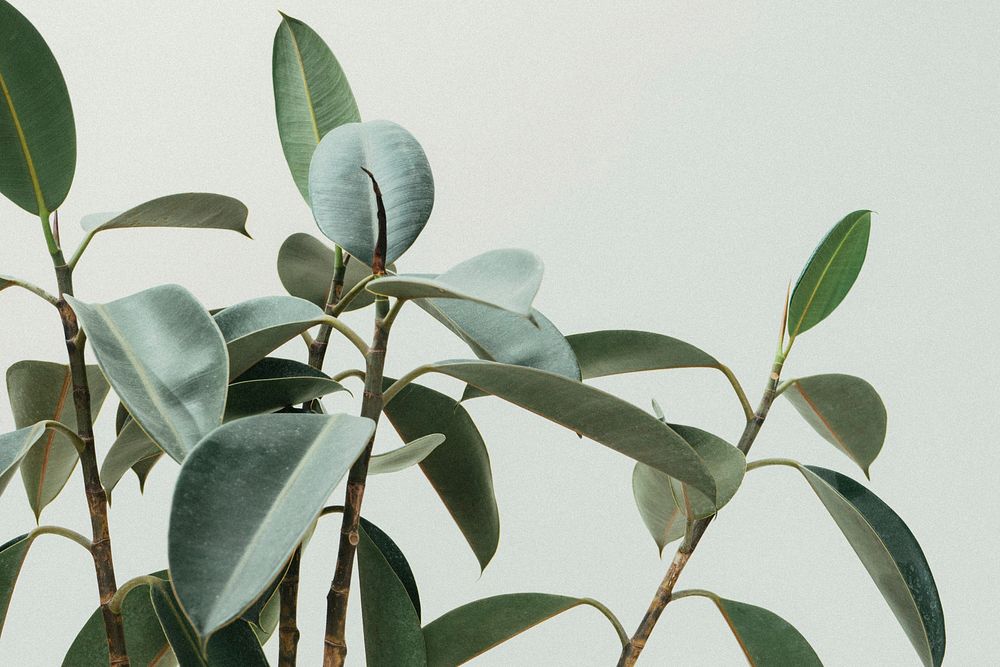 Rubber fig plant background. Original public domain image from Wikimedia Commons