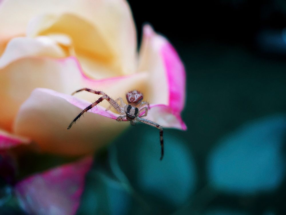 The macro view of a spider on a pink flower in Sainte-Anne-de-Bellevue, Quebec, Canada. Original public domain image from…