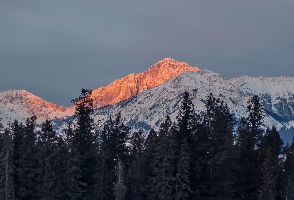 View on forest treeline, with snowcapped mountains in the background, one peak orange from the sun in Jasper National Park…