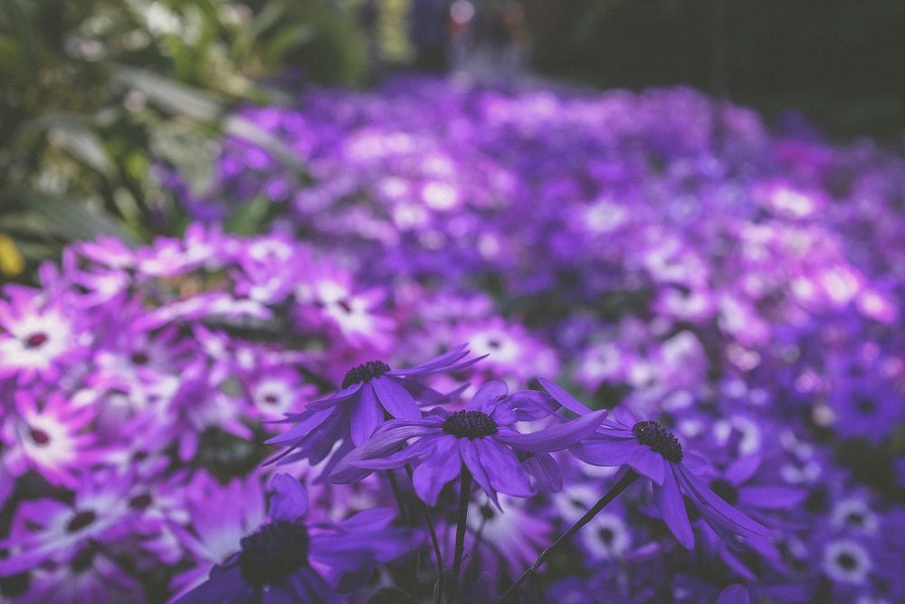 A blurry shot of a bed of purple flowers. Original public domain image from Wikimedia Commons