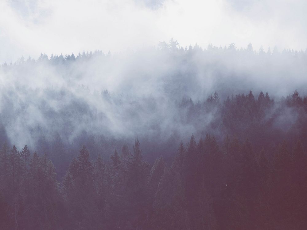 Fog over trees in forest.Original public domain image from Wikimedia Commons