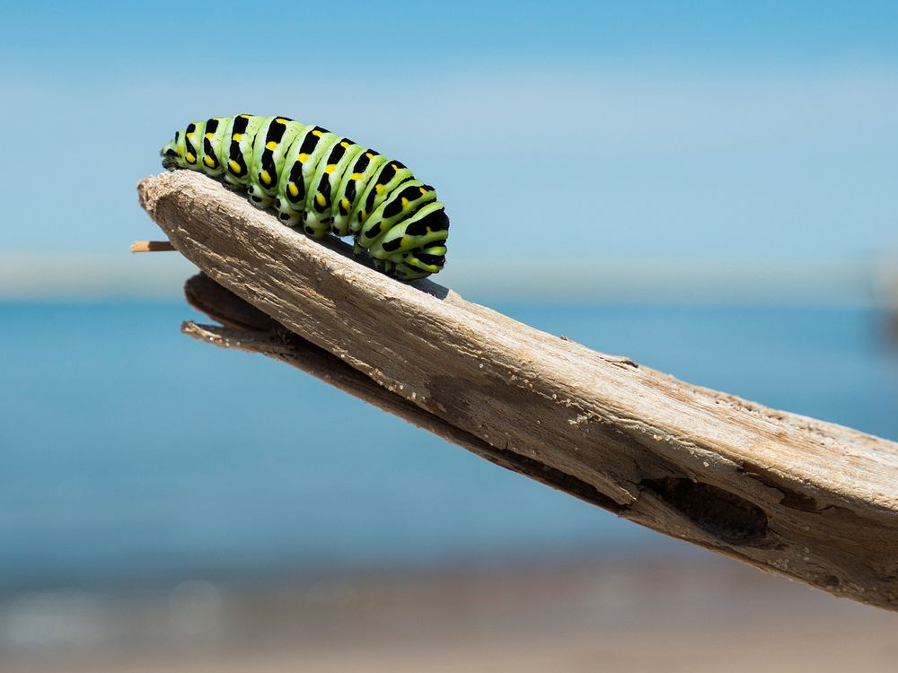 Caterpillar inches its way down a stick. Original public domain image from Wikimedia Commons