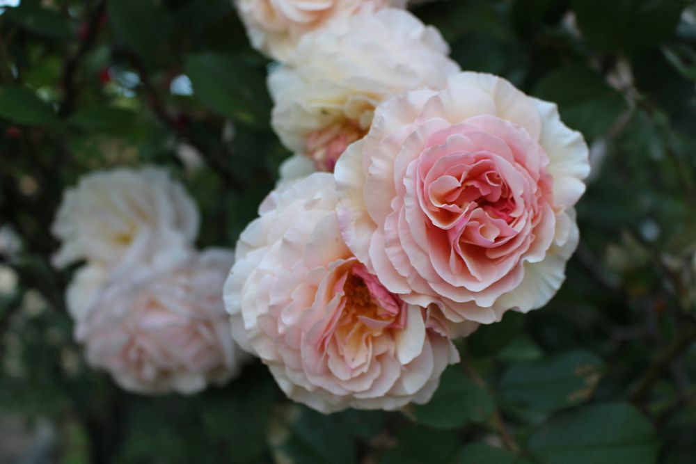Delicate white and pink roses bloom in a park. Original public domain image from Wikimedia Commons