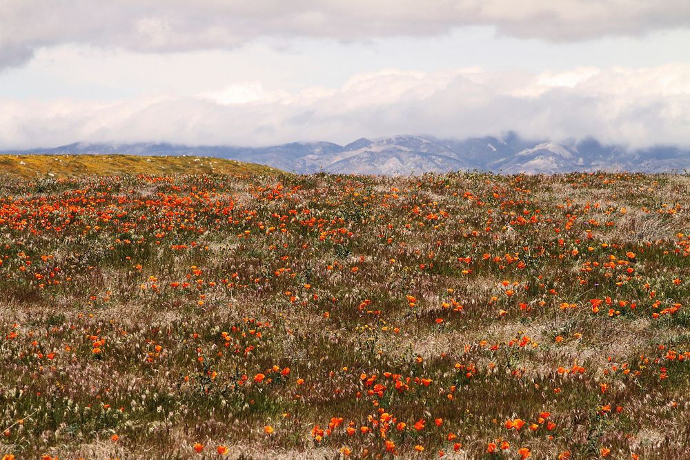 A meadow full of orange tulips with a mountain range on the horizon. Original public domain image from Wikimedia Commons