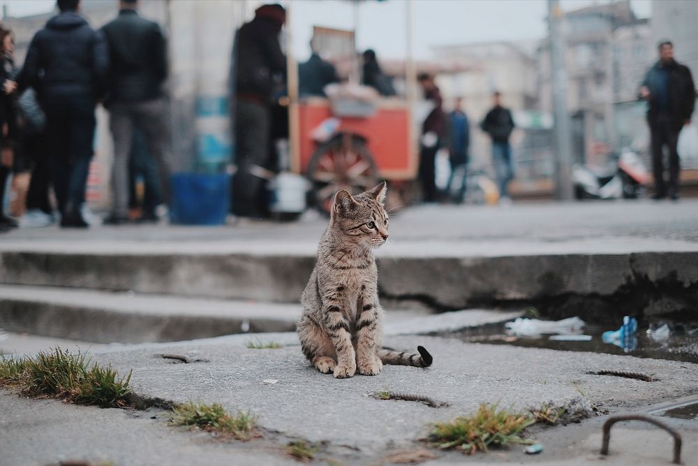 Domestic cat sitting on sidewalk with people walking in background. Original public domain image from Wikimedia Commons