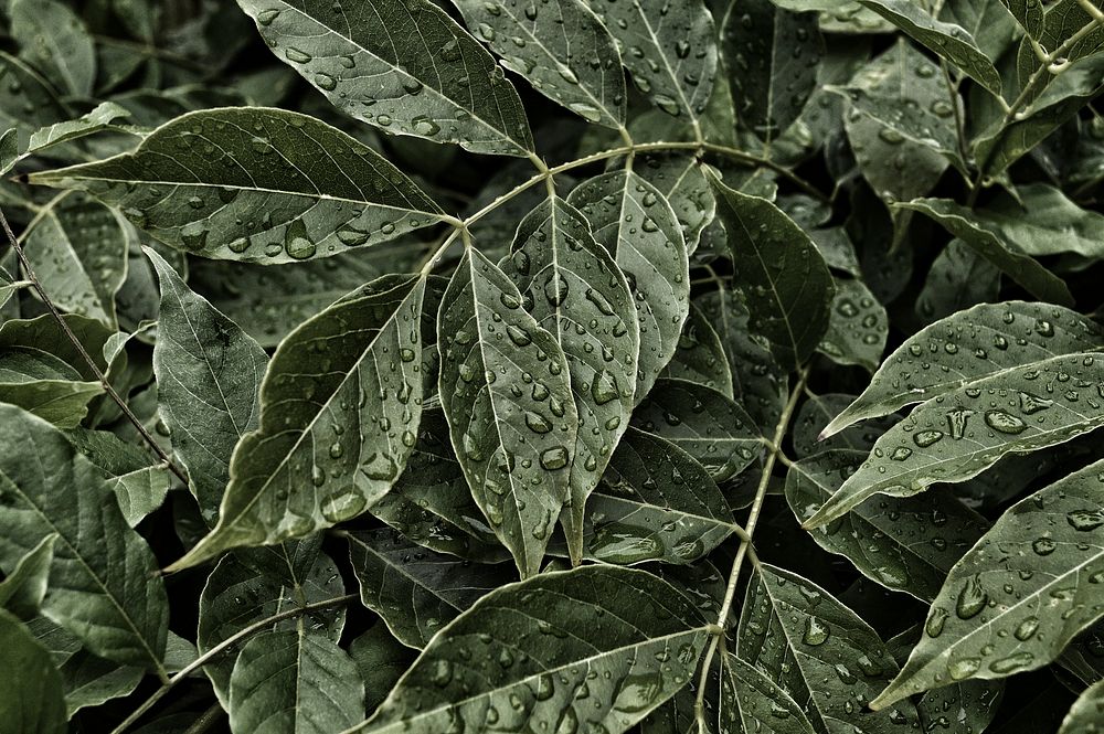Close-up of large dewdrops on dark green leaves. Original public domain image from Wikimedia Commons