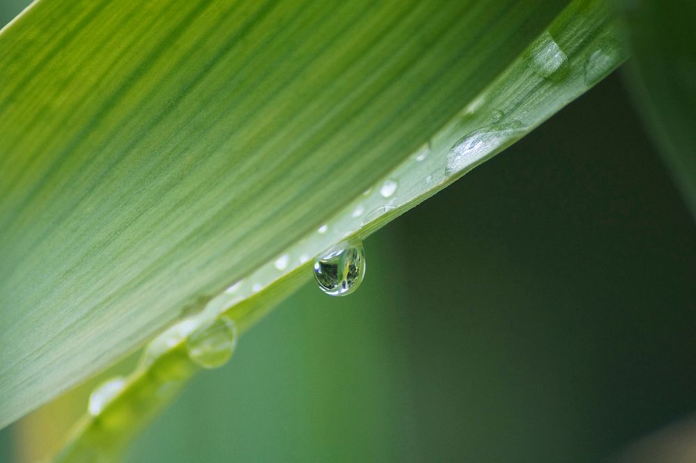 Water droplet on a green leaf. Original public domain image from Wikimedia Commons