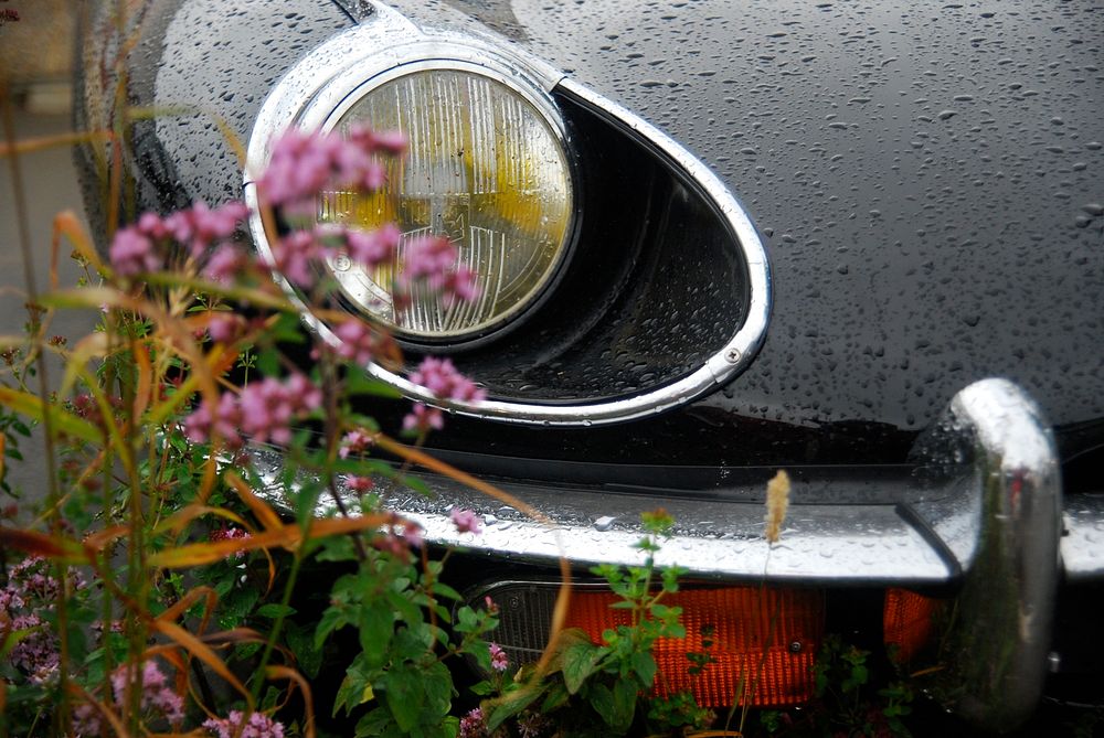 A bunch of small pink flowers next to a parked car covered with raindrops. Original public domain image from Wikimedia…