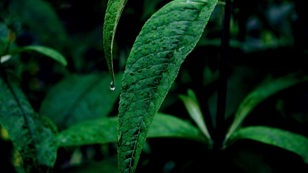 Green leaf with dewdrops. Original public domain image from Wikimedia Commons