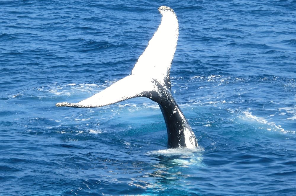 Whale tail in Sydney, Australia. Original public domain image from Wikimedia Commons