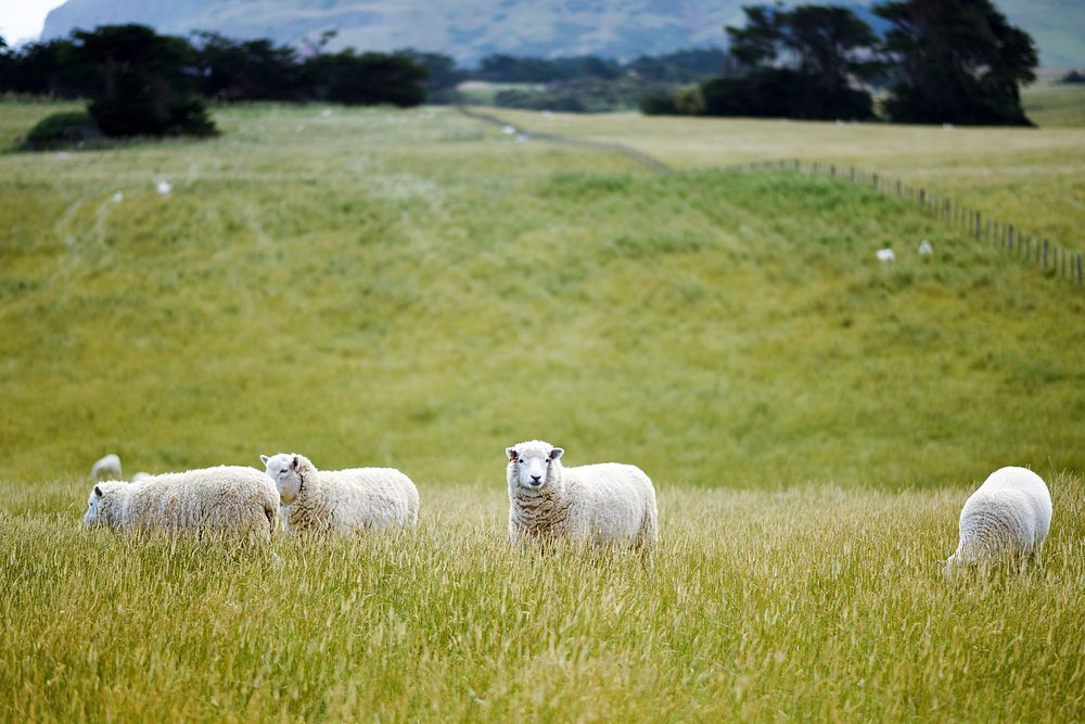 Sheep graze in a grassy hillside in New Zealand. Original public domain image from Wikimedia Commons