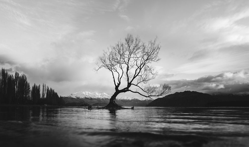 Black and white long shot of The Wanaka Tree in New Zealand with cloudy sky. Original public domain image from Wikimedia…