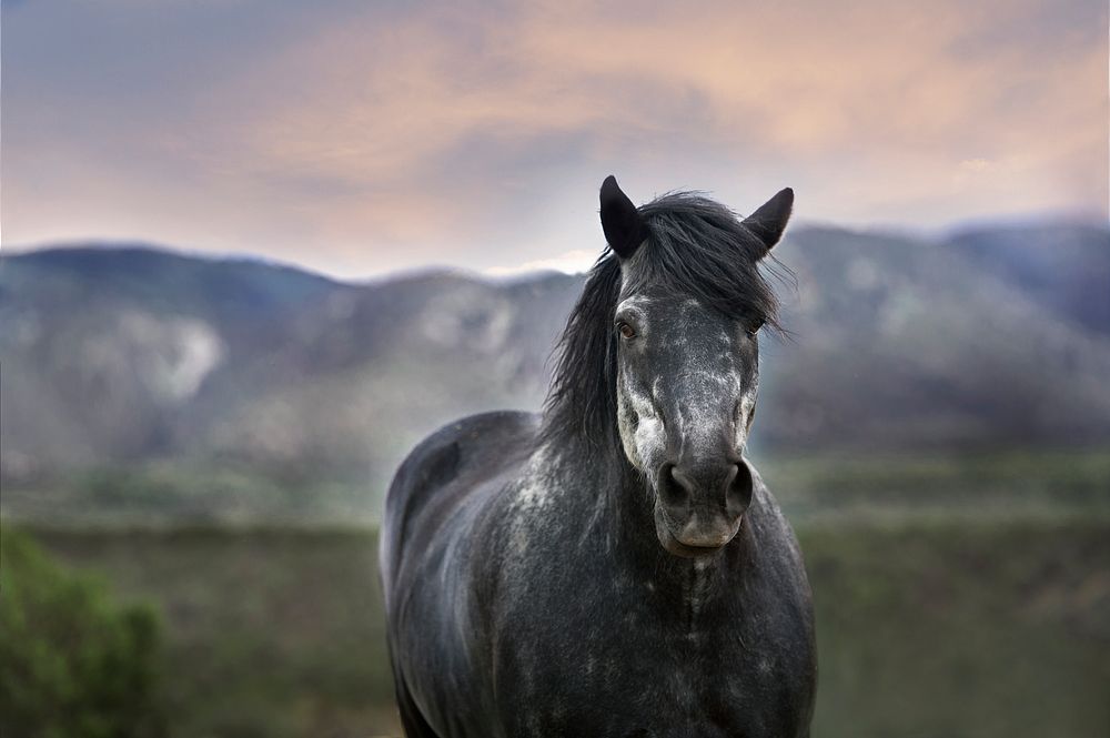 Gray horse looking at the camera with mountains in the blurry background. Original public domain image from Wikimedia Commons
