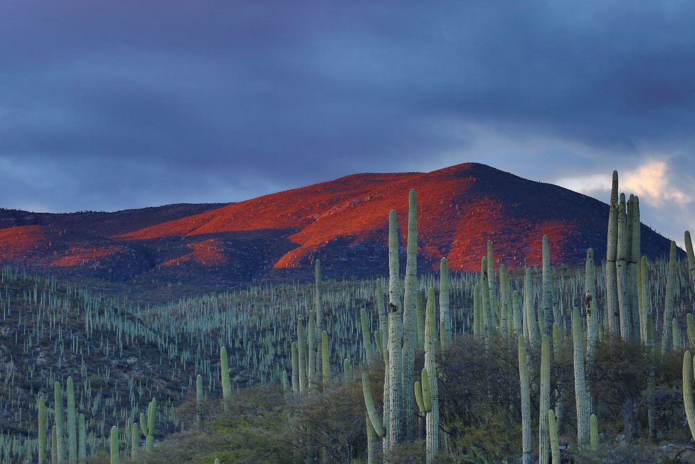 Desert at dusk in Helia Bravo Hollis Botanical Garden, Mexico. Original public domain image from Wikimedia Commons