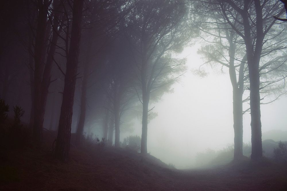 Fog at the edge of a forest in Monte Perone. Original public domain image from Wikimedia Commons