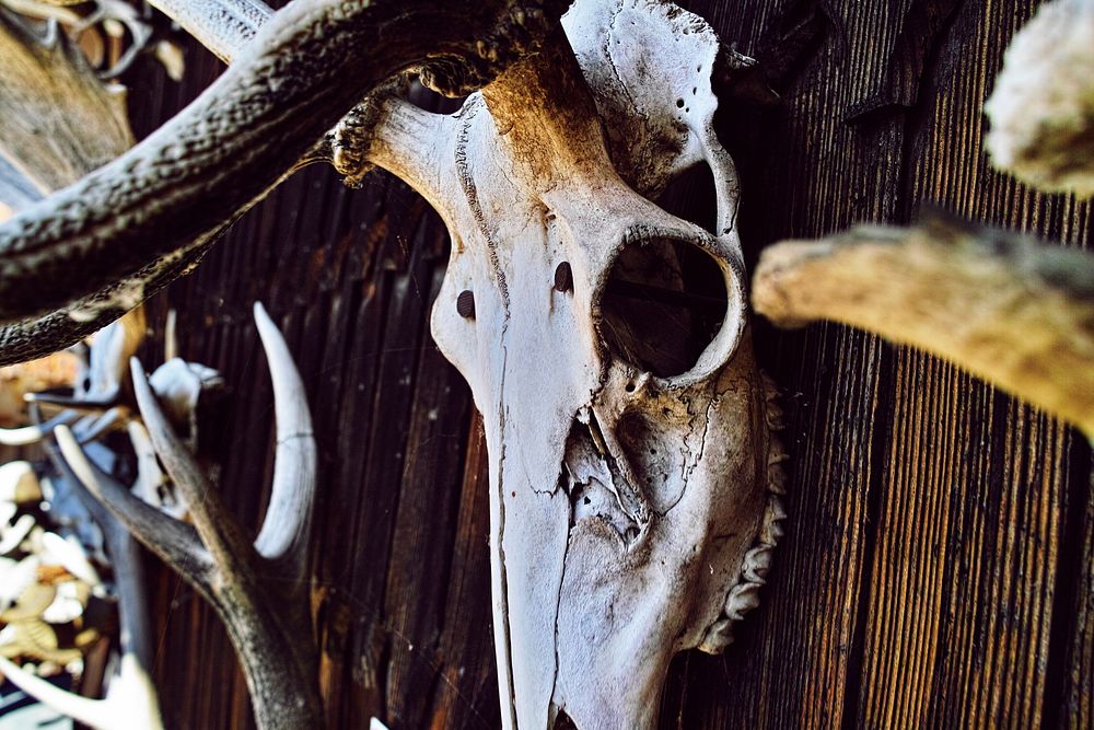 An animal skull with long antlers hanging on a wooden wall. Original public domain image from Wikimedia Commons