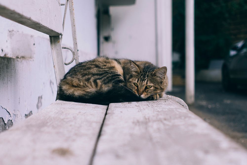 A tabby cat curled up on an old bench. Original public domain image from Wikimedia Commons