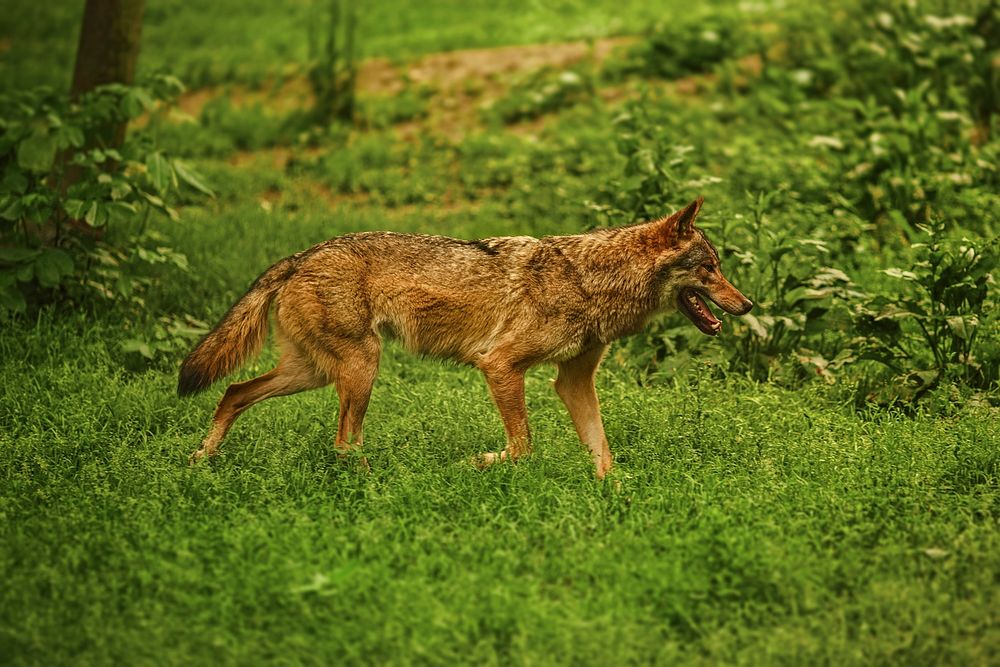 A coyote walking on green grass field. Original public domain image from Wikimedia Commons